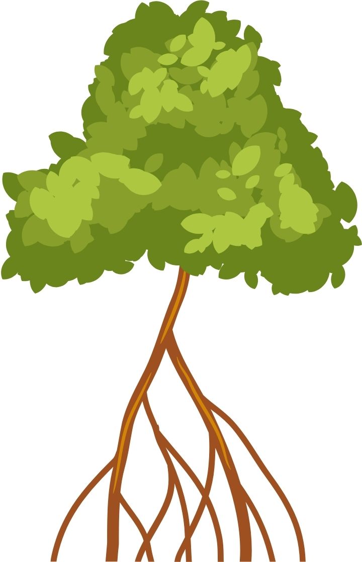 Mangrove roots