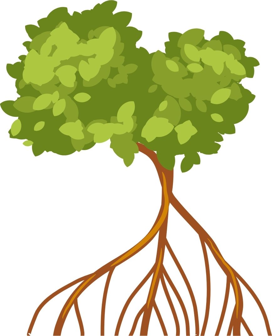 Mangrove branches