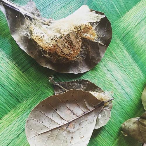 The naturally golden cocoons of Cricula Trifenestrata