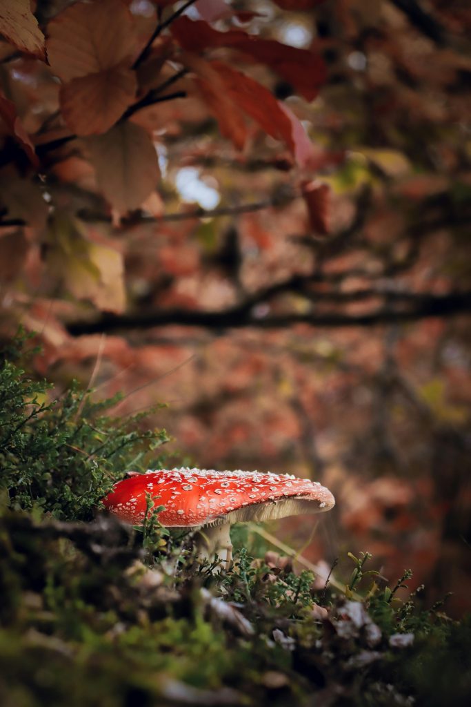 Red mushroom in autumn forest in Bosnia