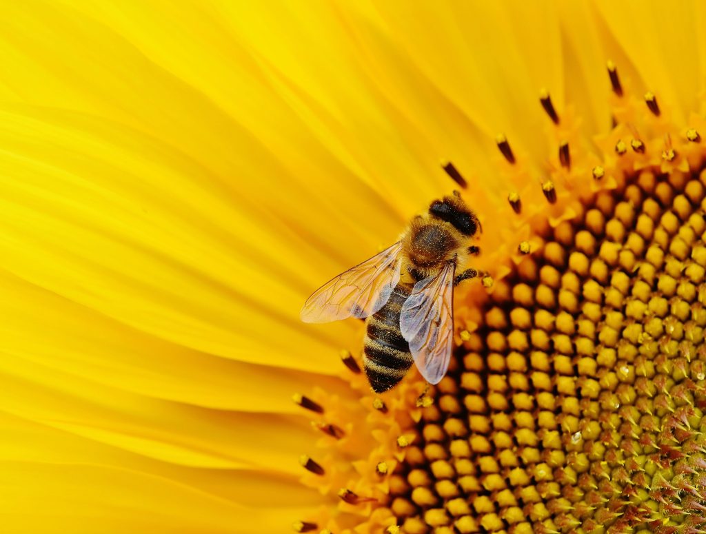 A honey bee on a sunflower