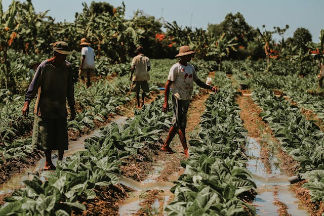 traditional tobacco farming
