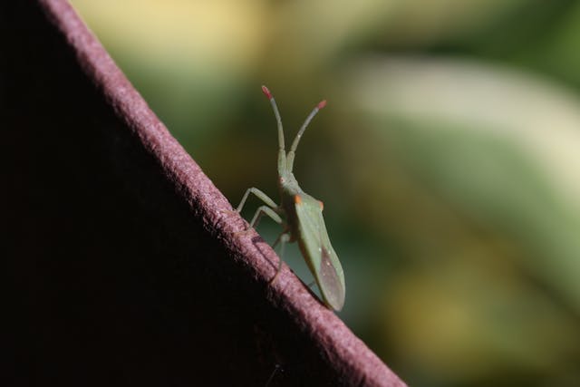 Photo of a green bug on a leaf