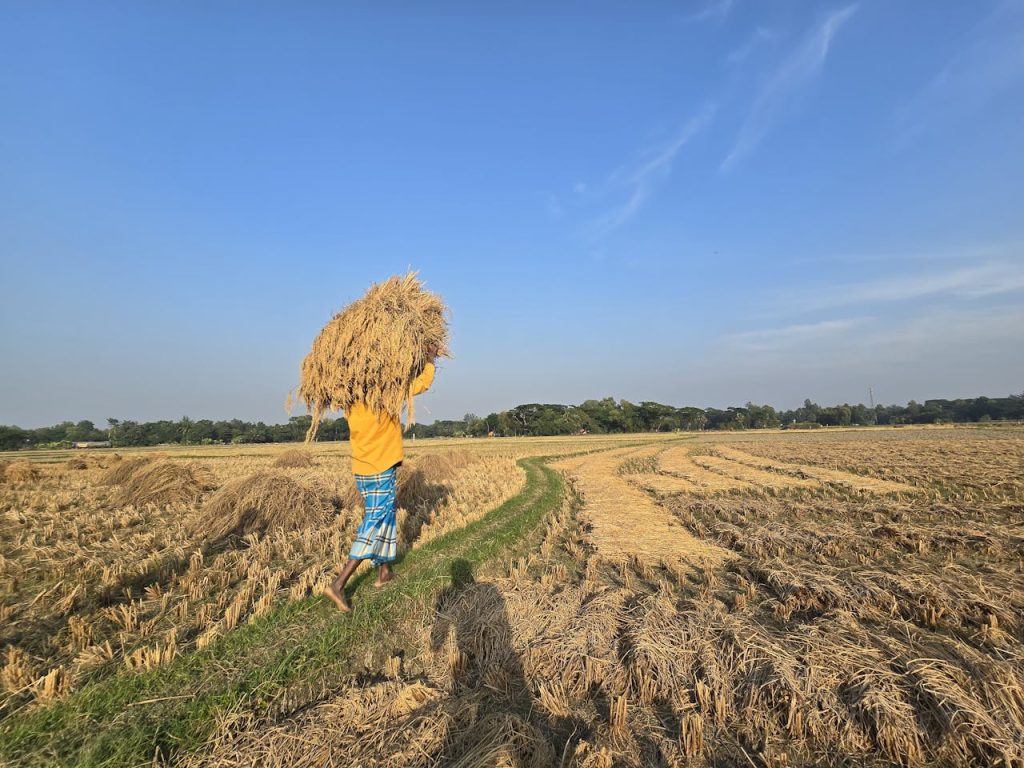 farmer harvesting rice on a sunny day