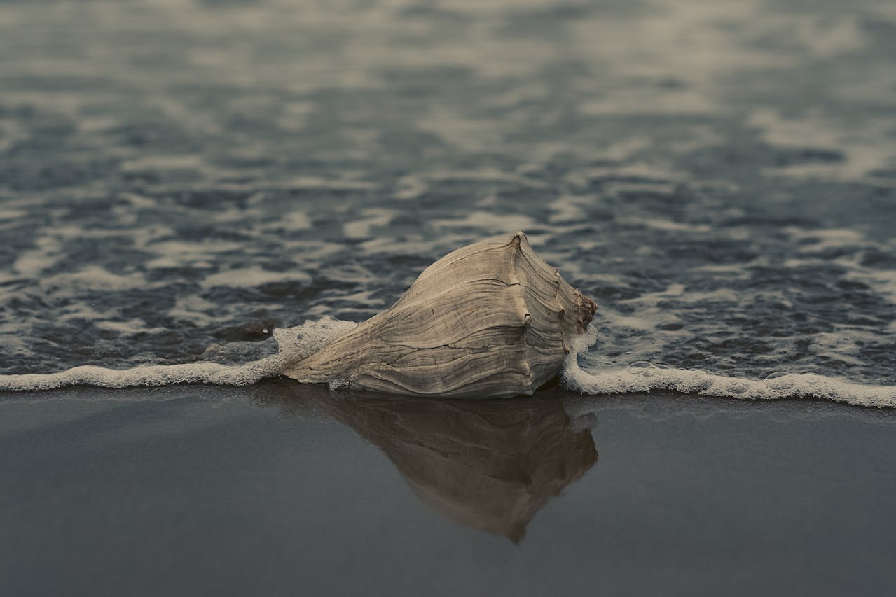 grey conch shell on shore