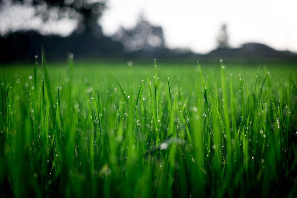 Close up photo of green grasses