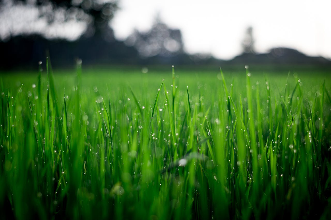 Close up photo of green grasses