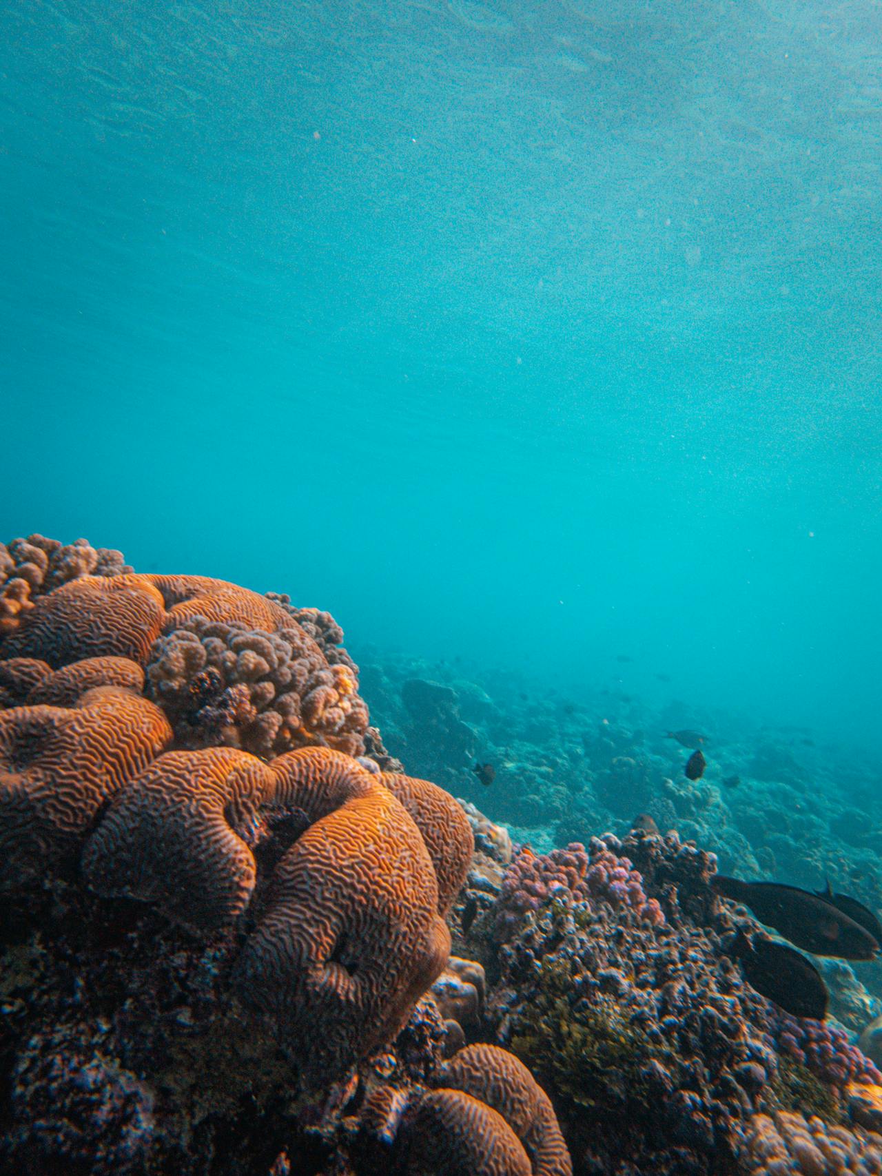brown coral reef in blue water