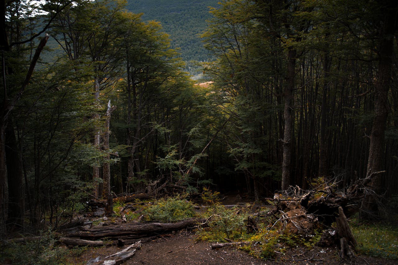 dense forest with fallen trees