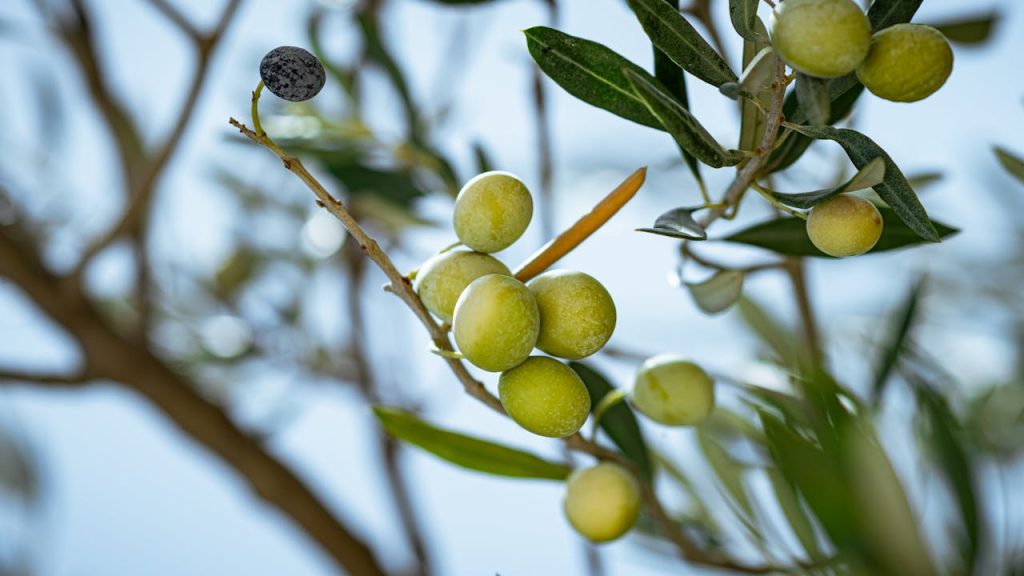 close up photo of green olives in tree branch