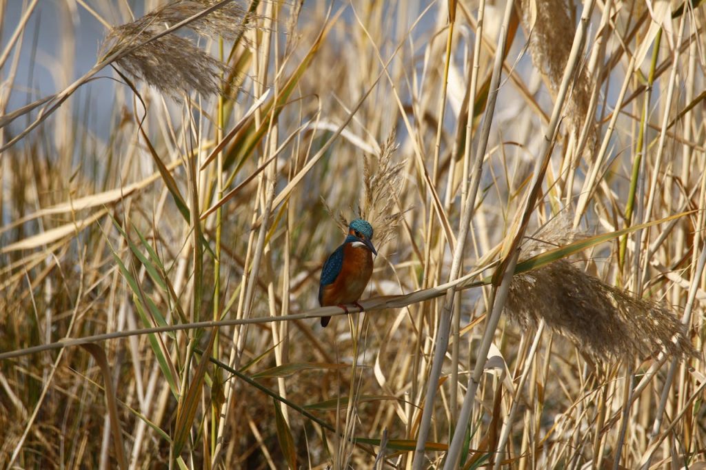 kingfisher perched among tall reeds