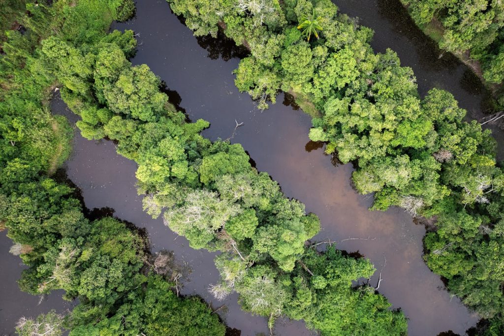 aerial view of lush green forest with river