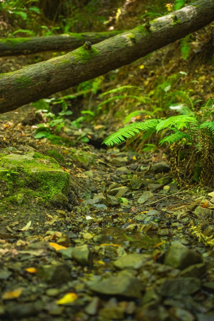 serene forest stream surrounded by moss and ferns