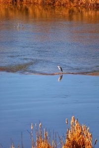 heron resting on serene river bank at sunset