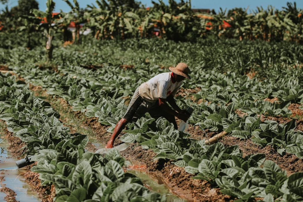 Tobacco farming in east java