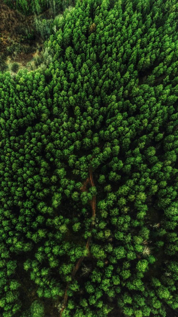 aerial view of dense forest