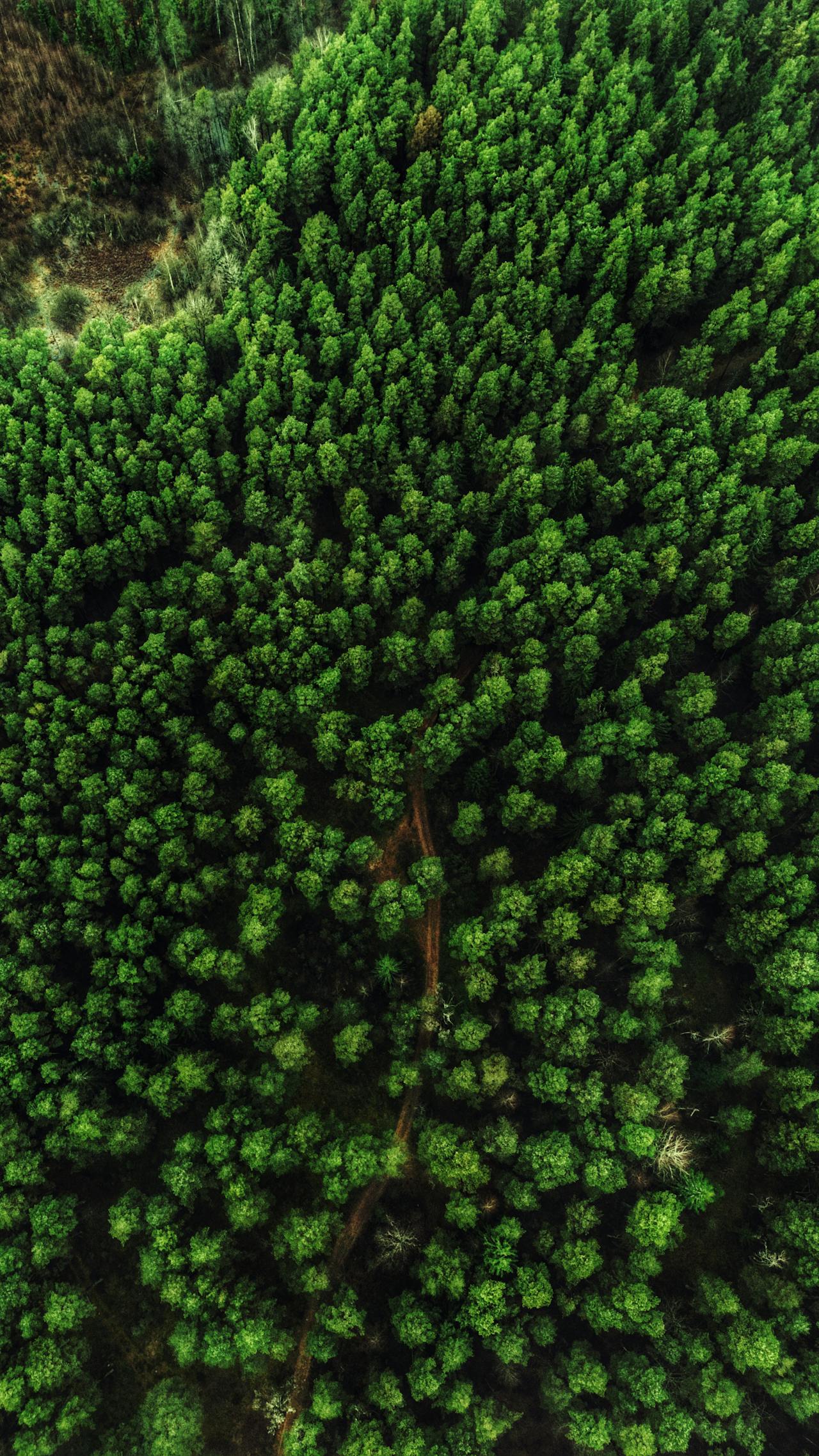 aerial view of dense forest
