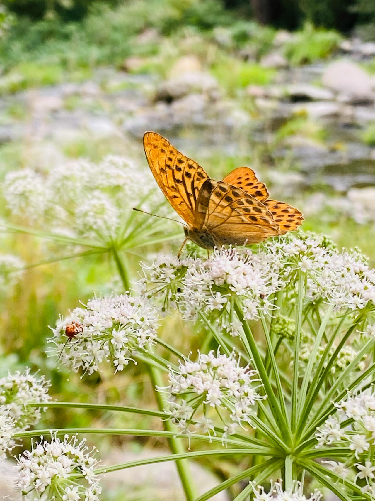Fritillary Butterfly on Alpine Flowers