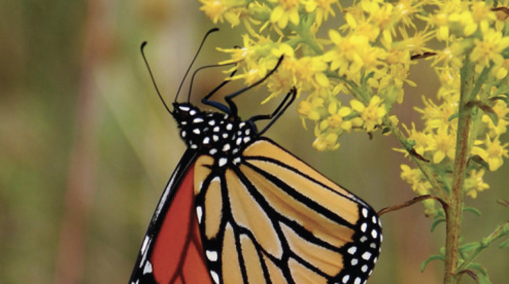 Farmer-Friendly Pollinator Guide cover