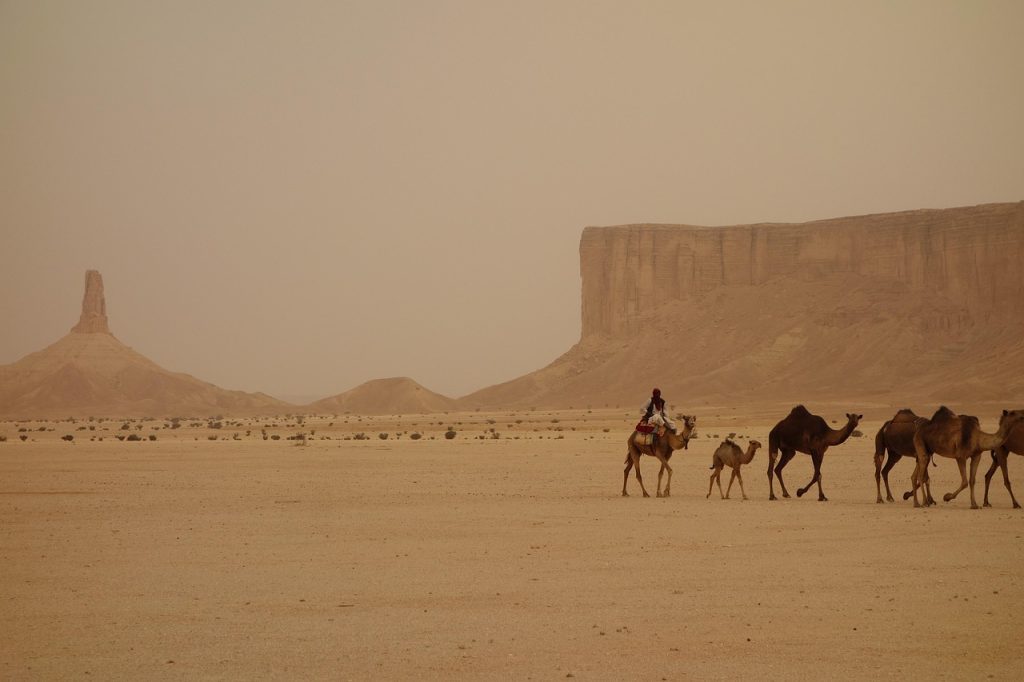Camel train, Saudi arabia