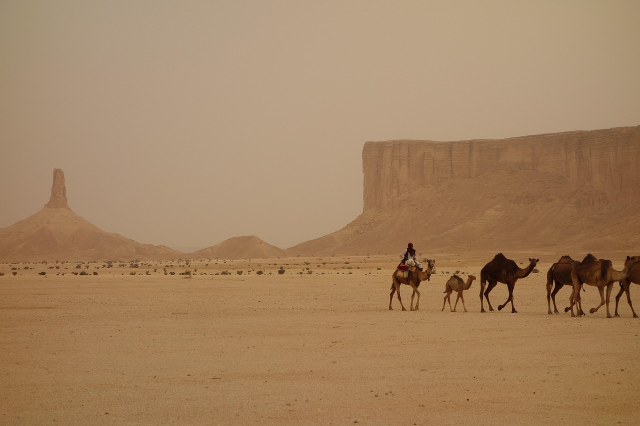 Camel train, Saudi arabia