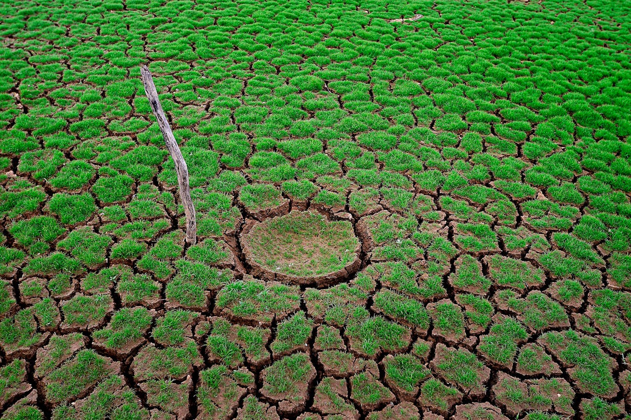 Drought-Affected Land with Sparse Vegetation