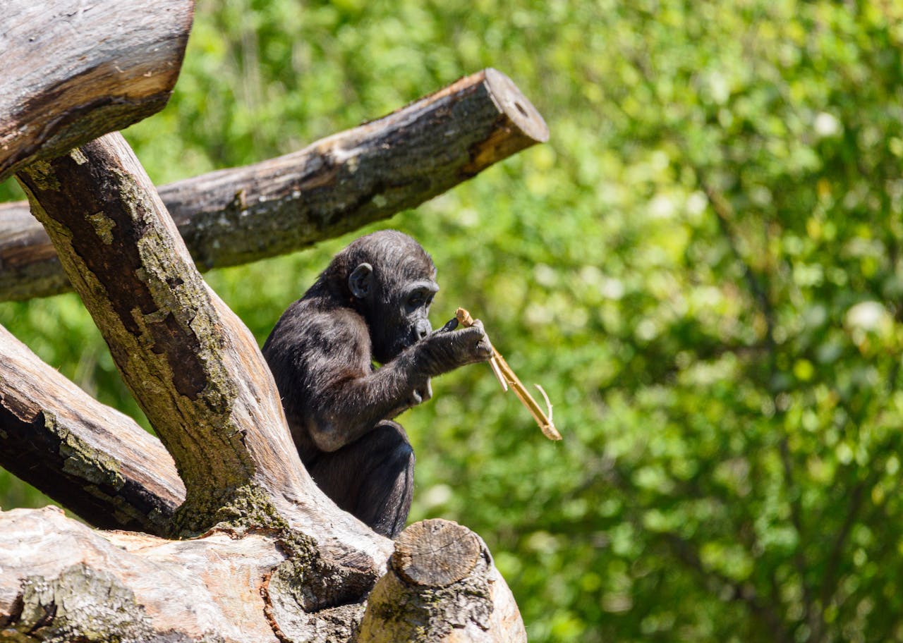 Young Chimpanzee Sitting on Tree Branch Outdoors