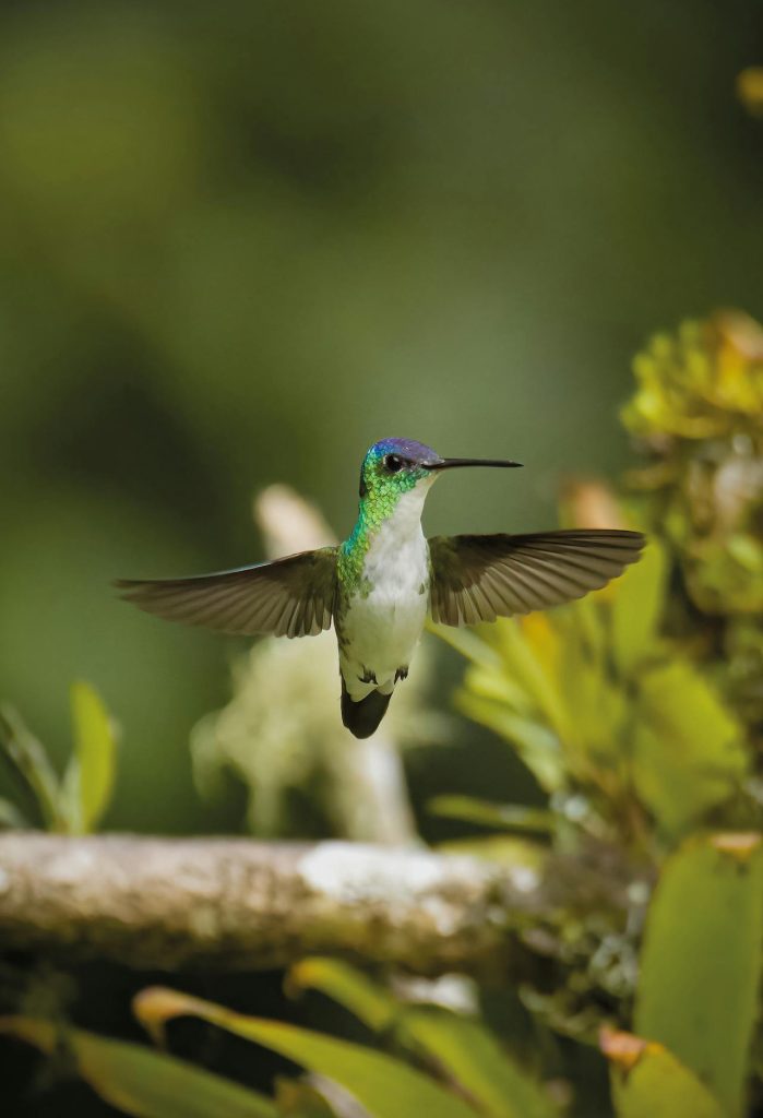 Andean Emerald in Air