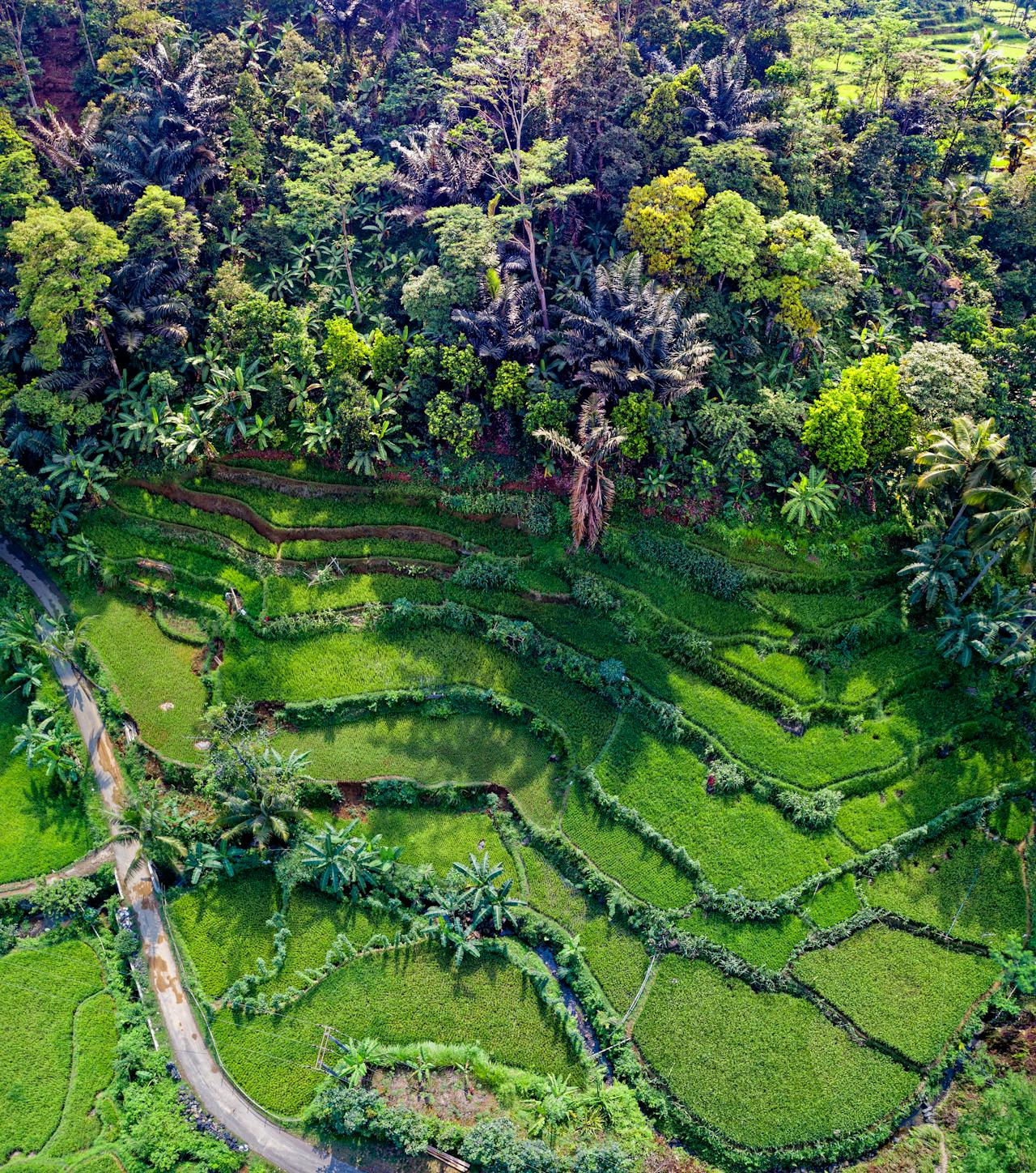 Banaue Rice Terraces, Philippines