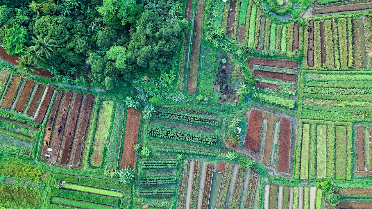Top View Photo of Cropland