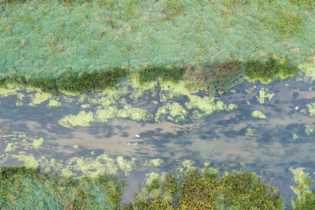 Aerial View of Algae in a Natural Stream