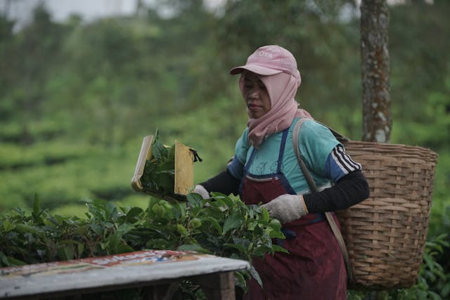 Woman Wearing a Basket on Her Back Working on a Plantation