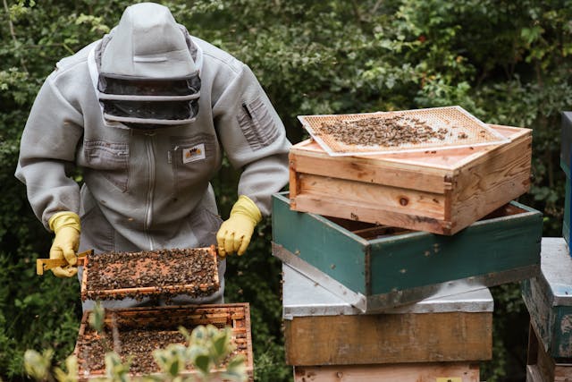 Unrecognizable beekeeper harvesting honey in backyard