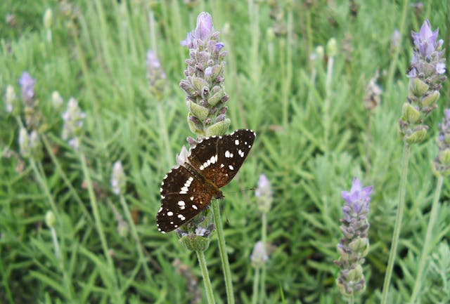 Close-Up Shot of a Black Butterfly Perched on a Purple Flower