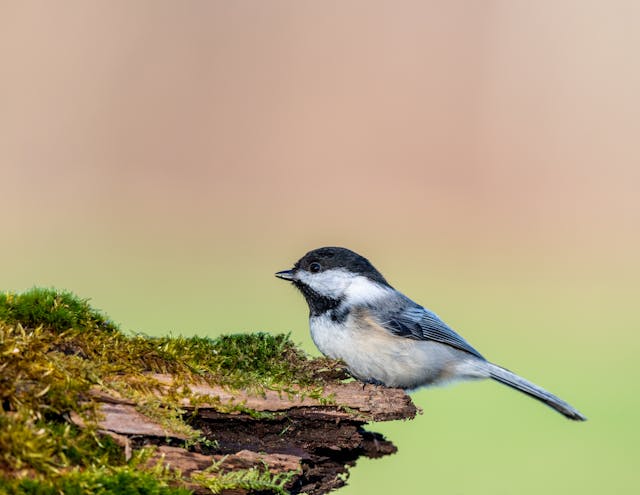 Small willow tit sitting on wooden log in nature