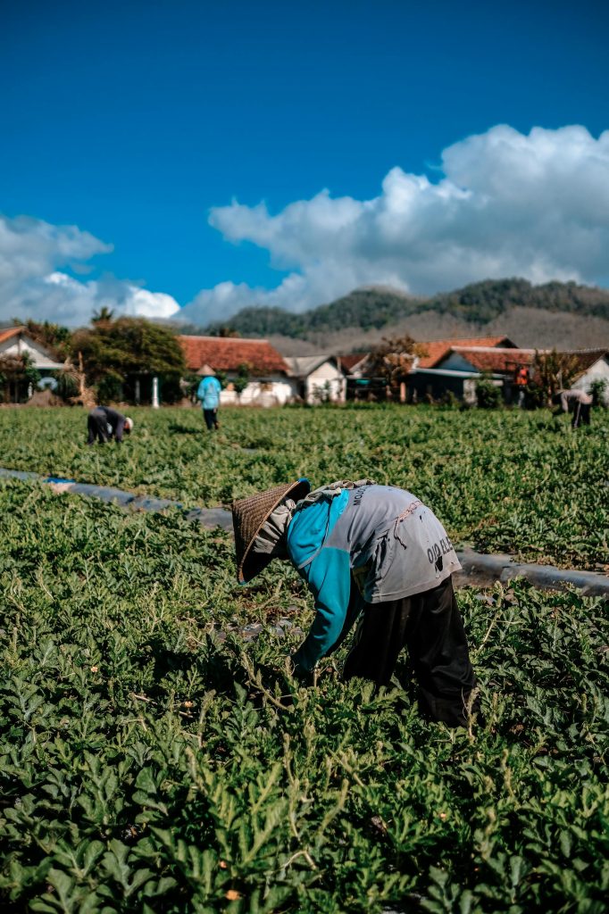 person working in a farm