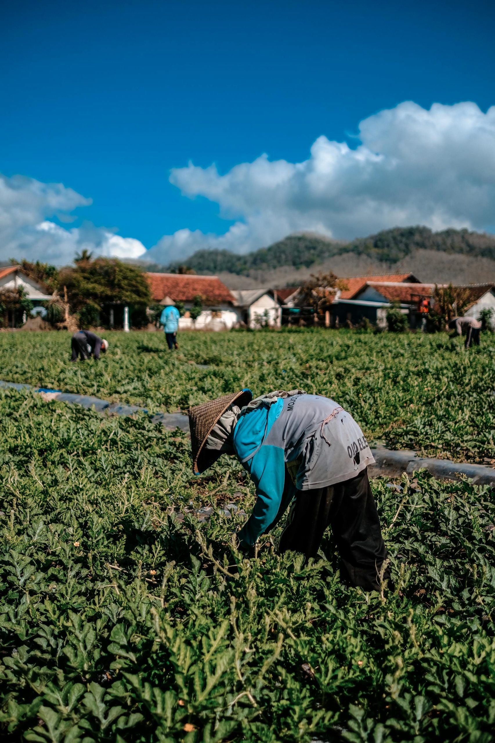 person working in a farm