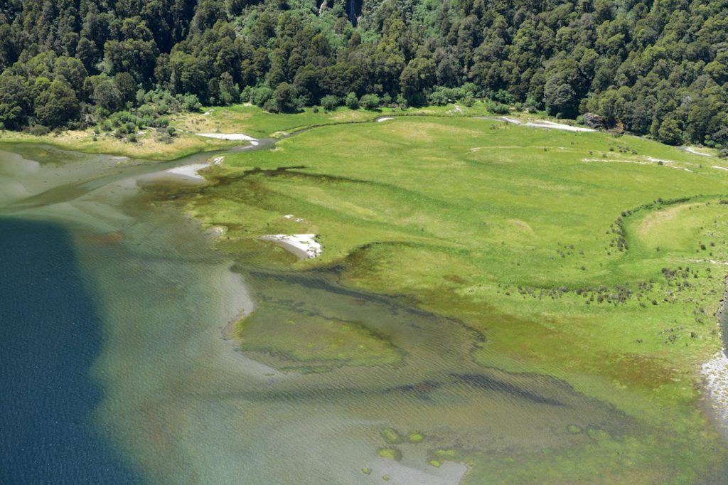 green forest on shore