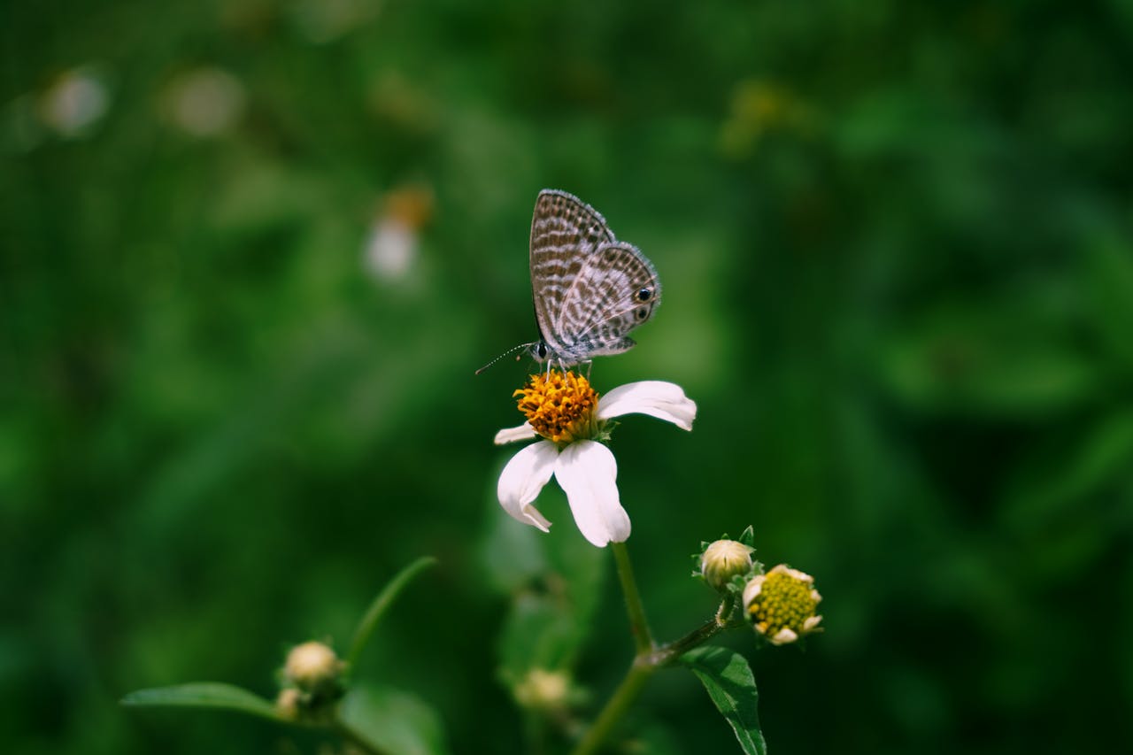 butterfly on wildflower