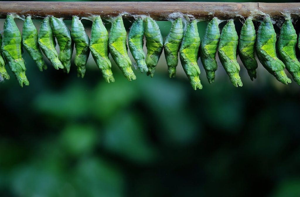 green cocoons on tree branch