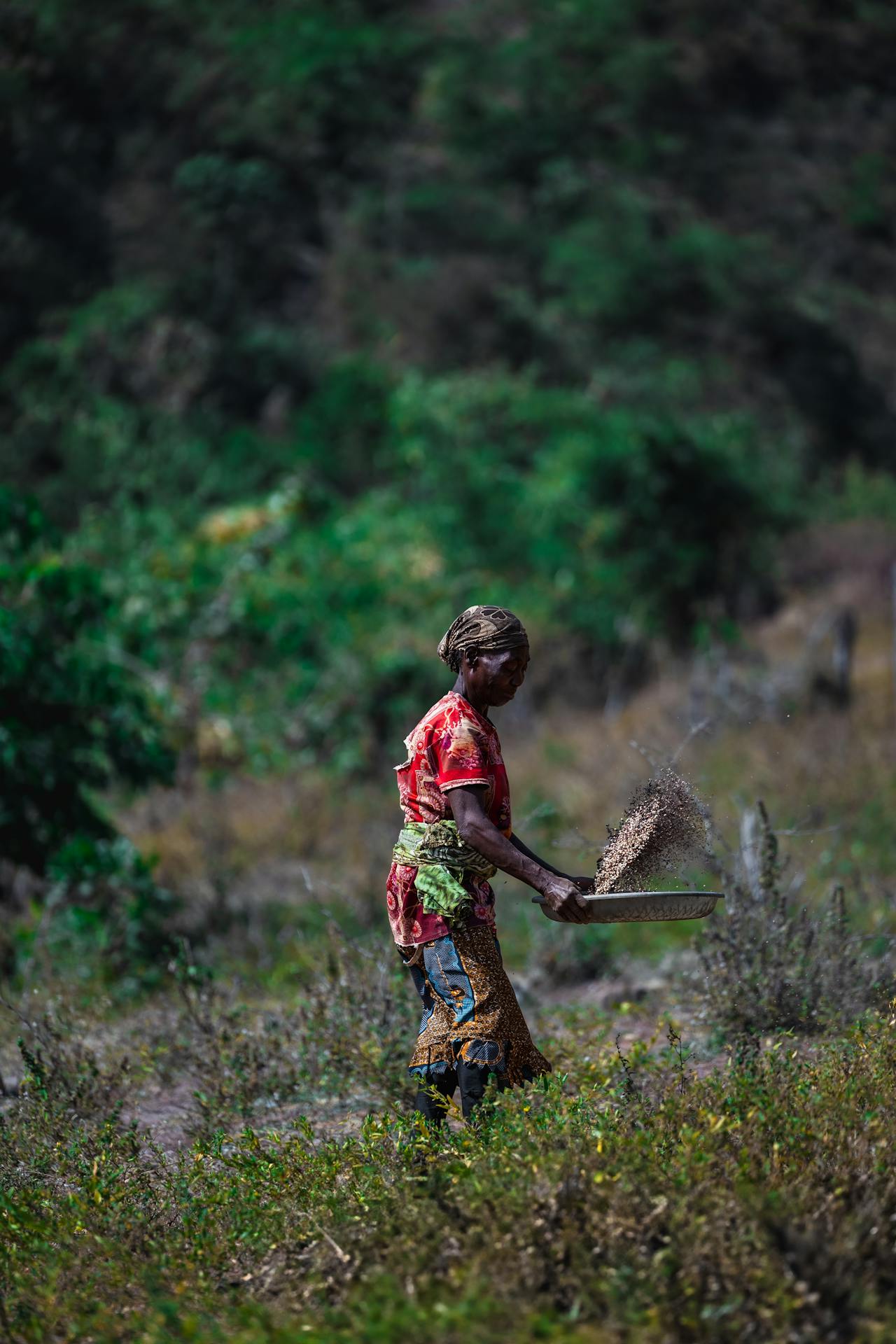 African woman harvesting in Nigerian countryside