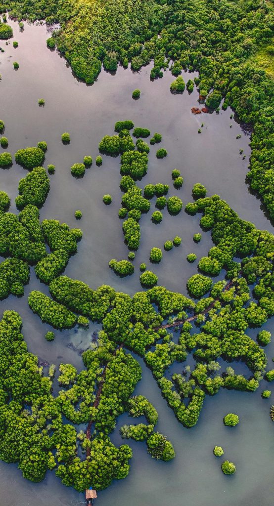 aerial view of mangroves in the Philippines