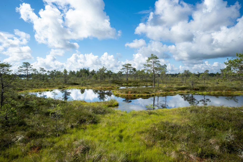 tranquil estonian bog landscape