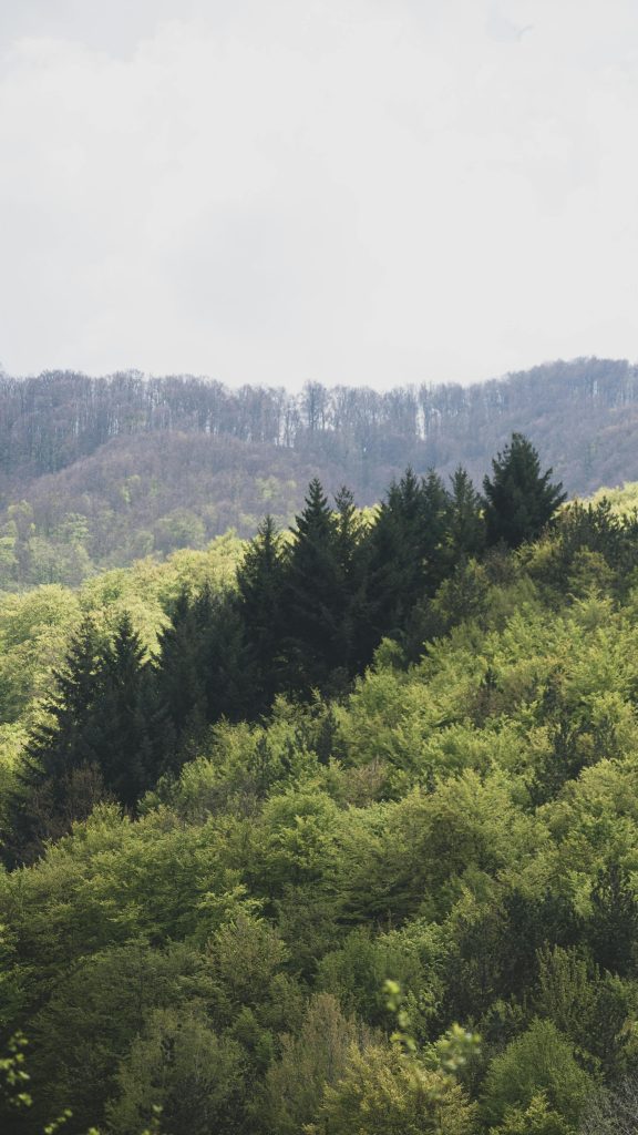 photo of green deep forest