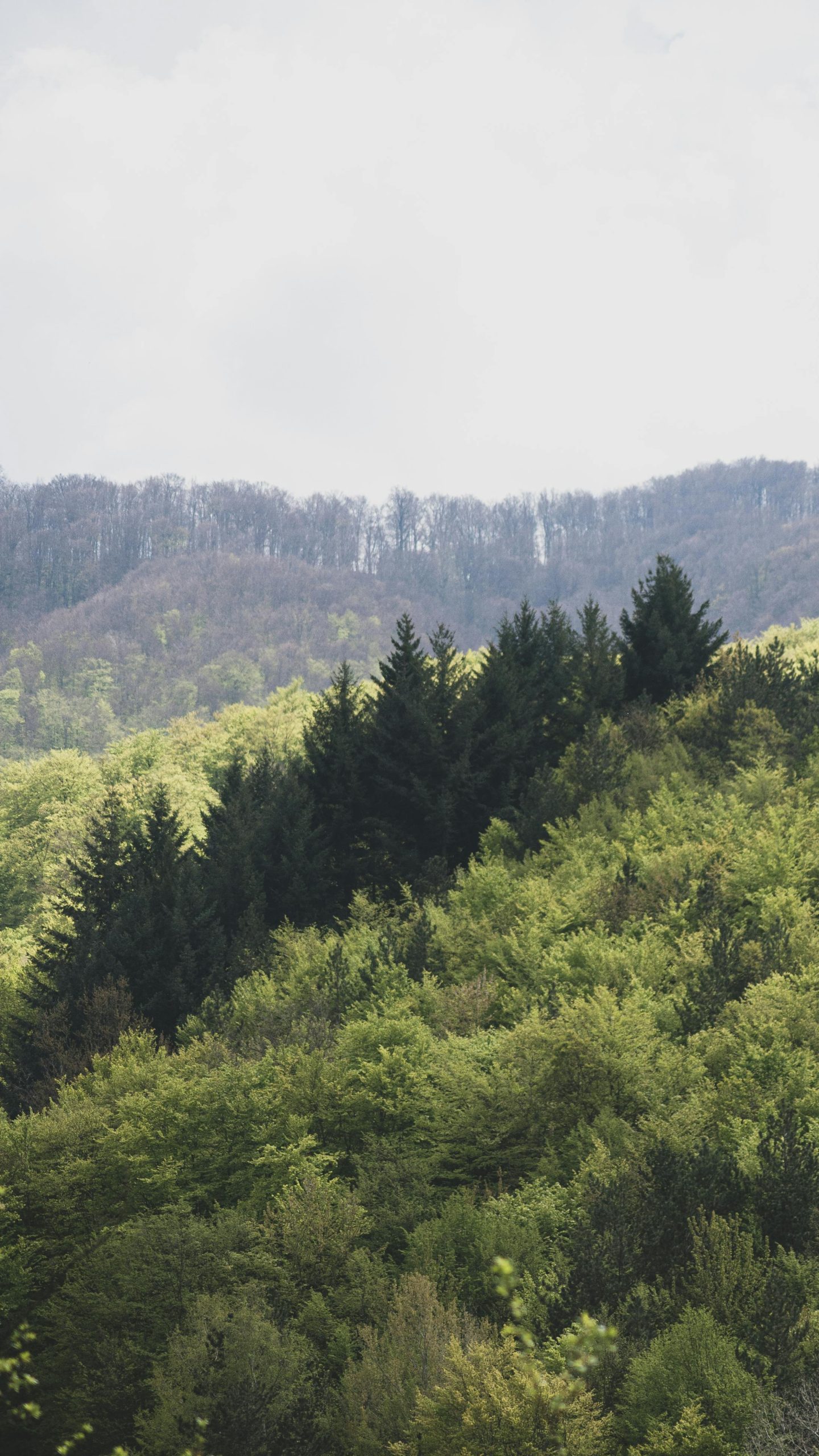 photo of green deep forest