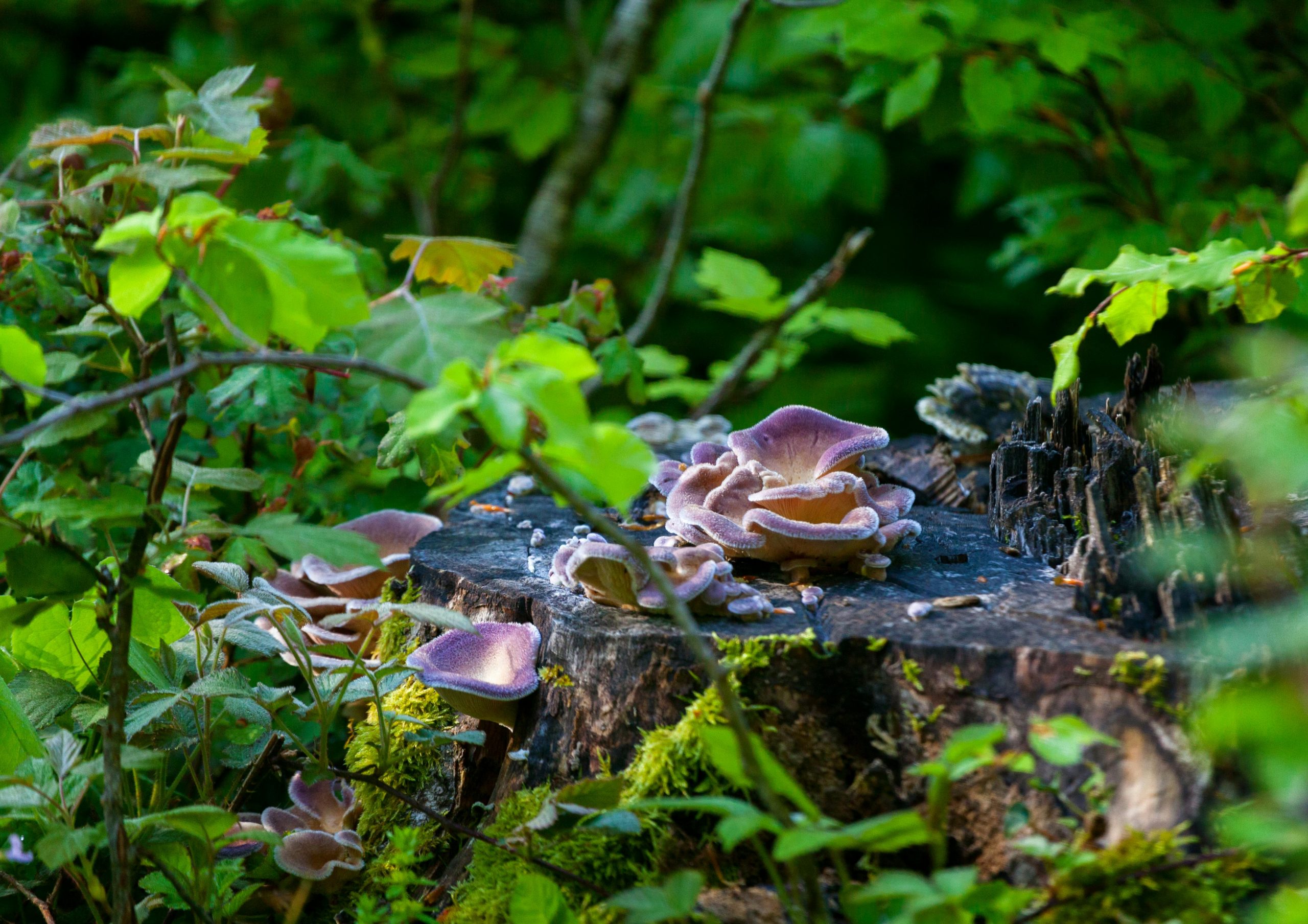 woodland with mushrooms on tree stump