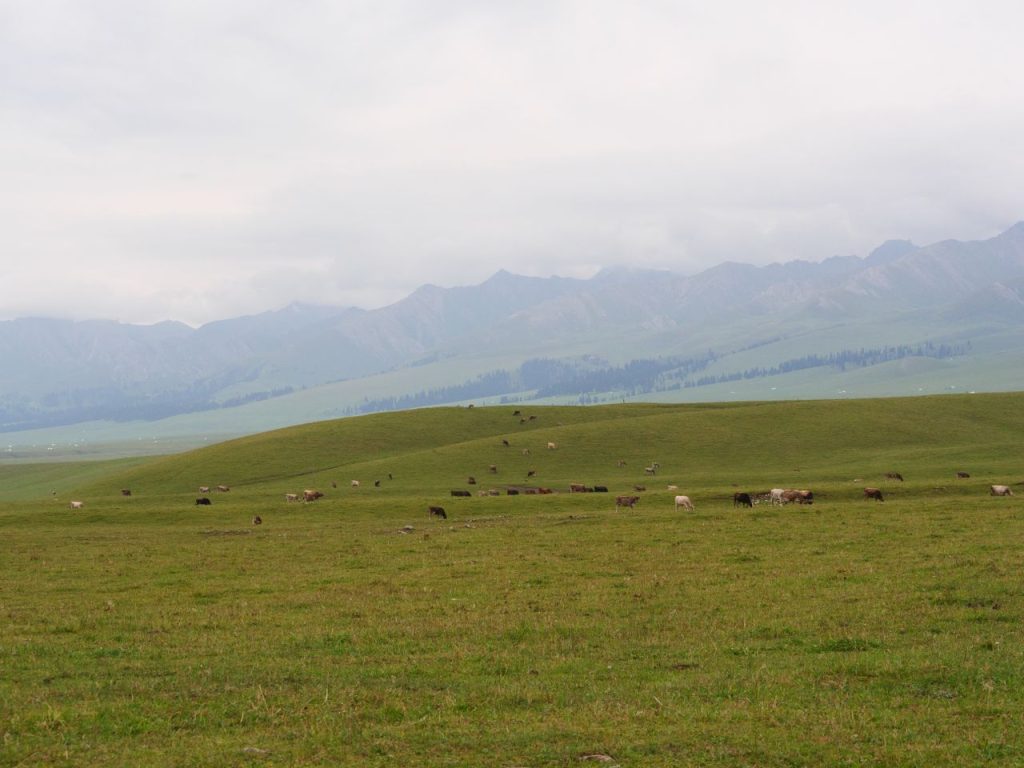 Vast grassland in Xinjiang with distant mountains and grazing animals under an overcast sky.