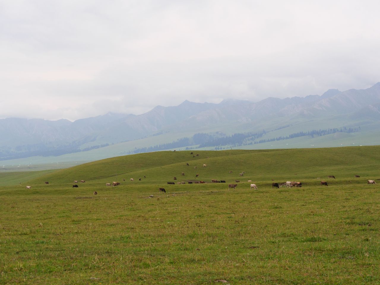 Vast grassland in Xinjiang with distant mountains and grazing animals under an overcast sky.