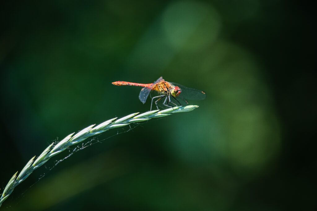 macrophotography of a dragonfly