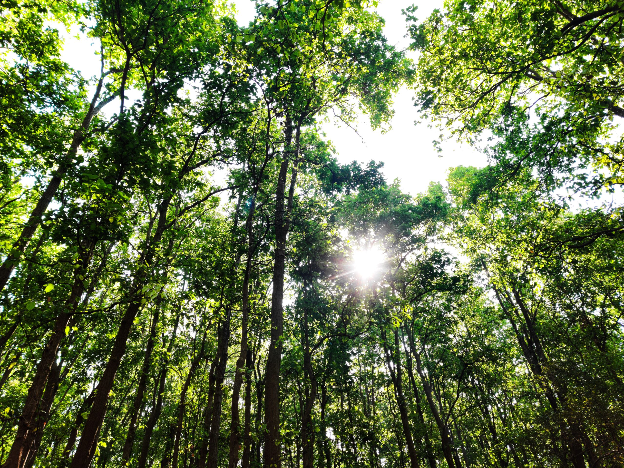 Sunlight filters through a dense green forest creating a serene and natural atmosphere